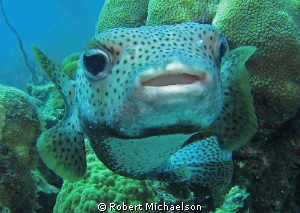 Very friendly porcupine fish at Capt Don's Reef on Klein ... by Robert Michaelson 